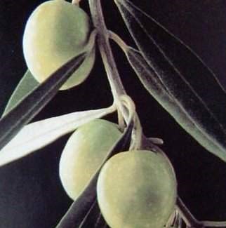 Foto di un particolare di ramo di olivo con foglie e frutti